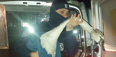 Niecodzienna interwencja policji. Łabędź na środku drogi-368935