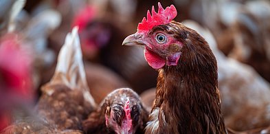 Lubelskie/ Kolejne ogniska rzekomego pomoru drobiu-368944