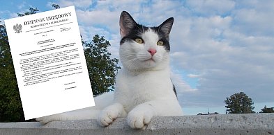 Obowiązkowe szczepienia kotów w wybranych powiatach-369088
