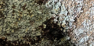 280 ton spleśniałej śruty zatrzymane przez KAS-369226