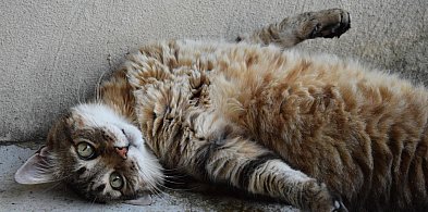 Dostał rok więzienia za zabicie kota siekierą