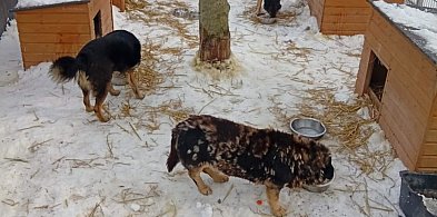 Zamość gotuje posiłki dla bezdomnych zwierząt. Ruszyła zbiórka