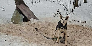 Małżeństwo odpowie za znęcanie się nad 16 psami