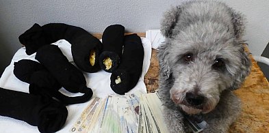 Bursztynowy przemyt w Zosinie