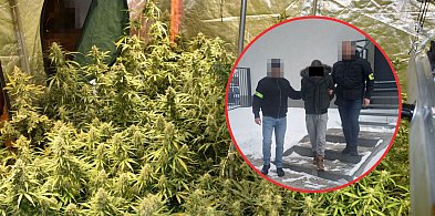 Plantacja marihuany w Frampolu