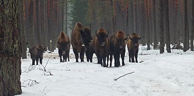 Lubelskie/ Do 17 osobników powiększyło się stado żubrów w Lasach Janowskich