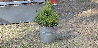 Lubelscy leśnicy posadzą ponad 19 mln drzew