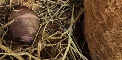 Zamojskie zoo ma nowego mieszkańca. Mały bolita już na świecie