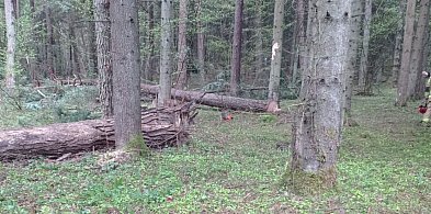 Tragiczny wypadek w lesie pod Bełżcem. 43-latek nie żyje