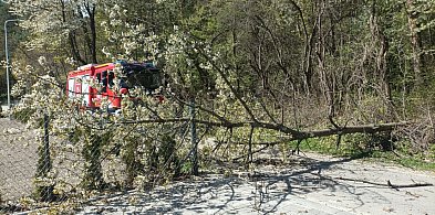 Wichury nad regionem. Silny wiatr powalił drzewo prosto na auto – 46-latek ranny