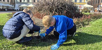 Uczniowie „Siódemki” posadzili 8000 krokusów-367409