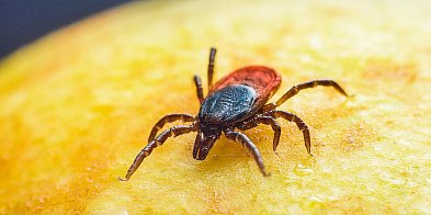 Darmowe badania na boreliozę w Gminie Sułów-368172