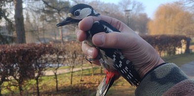 Zimowe spotkanie z ptakami w sercu Zamościa-368815