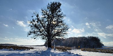 Prawie 200-letni klon w Krynicach zostanie uratowany-369283