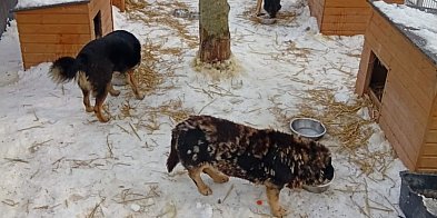 Zamość gotuje posiłki dla bezdomnych zwierząt