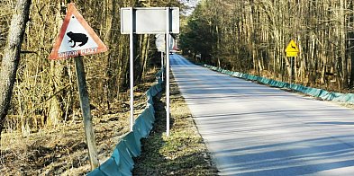 Migracja płazów na Roztoczu. Trwa akcja ochronna w RPN