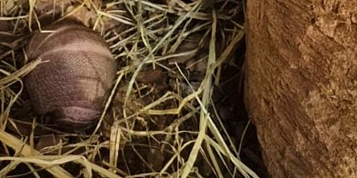 Zamojskie zoo ma nowego mieszkańca