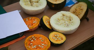 KOWR: Polska potęgą dyniową w UE-367350