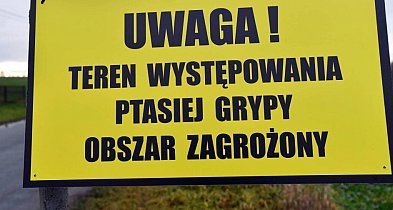 Grypa ptaków: hodowcy proponują szczepienia zamiast wybijania stad drobiu-367681