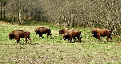 Gruźlica przyczyną śmierci żubrzycy z Mucznego-367897