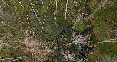 Powstał kolejny rezerwat przyrody Wielkie Bagno-367905