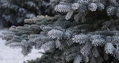 Podkarpackie. Leśnicy oferują 6 tys. choinek na święta-368433