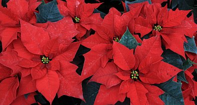 Gwiazda betlejemska - nie kwitnie na czerwono i nie jest silnie trująca-368481