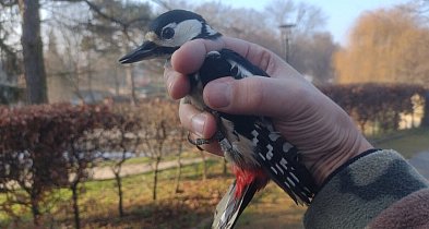 Zimowe spotkanie z ptakami w sercu Zamościa. Drugi odłów „Akcja Karmnik”-368815