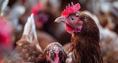 Lubelskie/ Wykryto dwa kolejne ogniska ptasiej grypy-369223