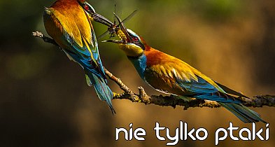 Nowa galeria fotografii w Zamościu. Otworzy ją Elżbieta Rogaczewska-Czempińska-369352