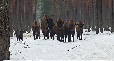 Lubelskie/ Do 17 osobników powiększyło się stado żubrów w Lasach Janowskich