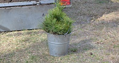 Lubelscy leśnicy posadzą ponad 19 mln drzew