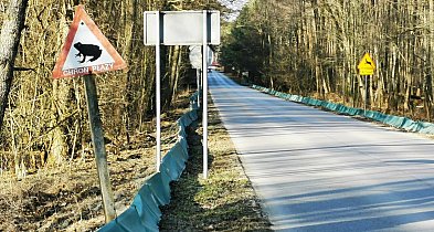 Migracja płazów na Roztoczu. Trwa akcja ochronna w RPN