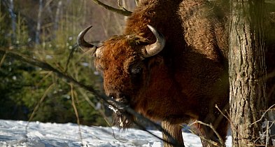 Podkarpackie/ Prawie 900 żubrów żyje w Bieszczadach