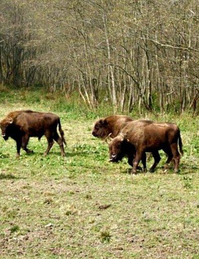 Gruźlica przyczyną śmierci żubrzycy z Mucznego-367897