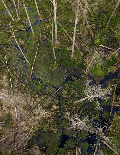 Powstał kolejny rezerwat przyrody Wielkie Bagno-367905