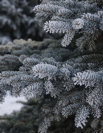 Podkarpackie. Leśnicy oferują 6 tys. choinek na święta-368433