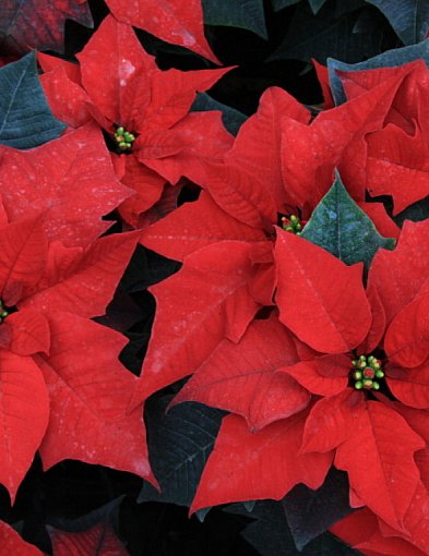 Gwiazda betlejemska - nie kwitnie na czerwono i nie jest silnie trująca-368481