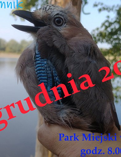 Akcja Karmnik – ptasie spotkania w Parku Miejskim w Zamościu-368604