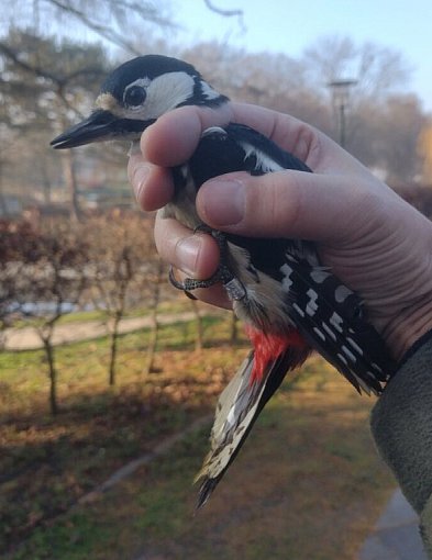 Zimowe spotkanie z ptakami w sercu Zamościa. Drugi odłów „Akcja Karmnik”-368815