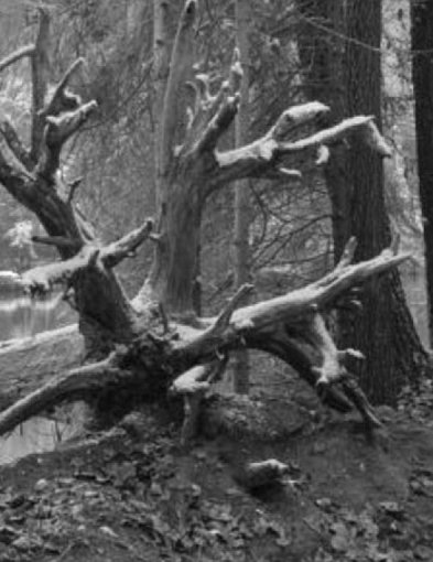 Czarno-biała cisza pejzażu Leszka Dziuby z Zamościa