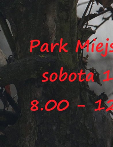 Akcja Karmnik 14 lutego w Parku Miejskim