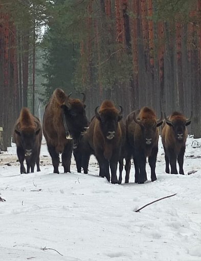 Lubelskie/ Do 17 osobników powiększyło się stado żubrów w Lasach Janowskich