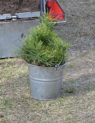 Lubelscy leśnicy posadzą ponad 19 mln drzew