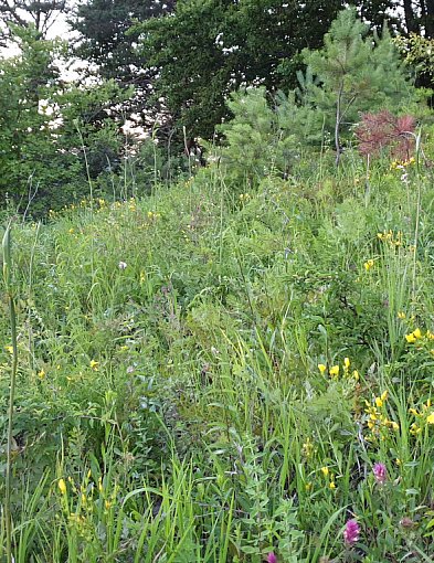 Ratujemy murawę Białej Góry. Potrzebna pomoc!