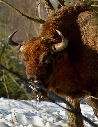 Podkarpackie/ Prawie 900 żubrów żyje w Bieszczadach