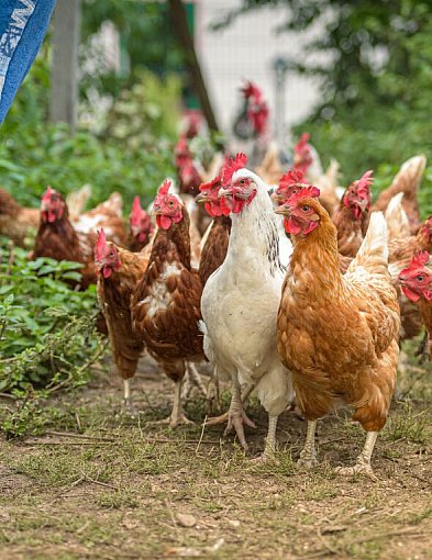 Dwunaste ognisko wysoce zjadliwej grypy ptaków u drobiu