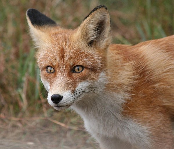 Dodatkowe szczepienia lisów przeciwko wściekliźnie-367607