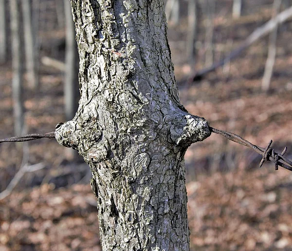 Grzybiarze znaleźli dwa psy przywiązane do drzewa, jeden był martwy-367610