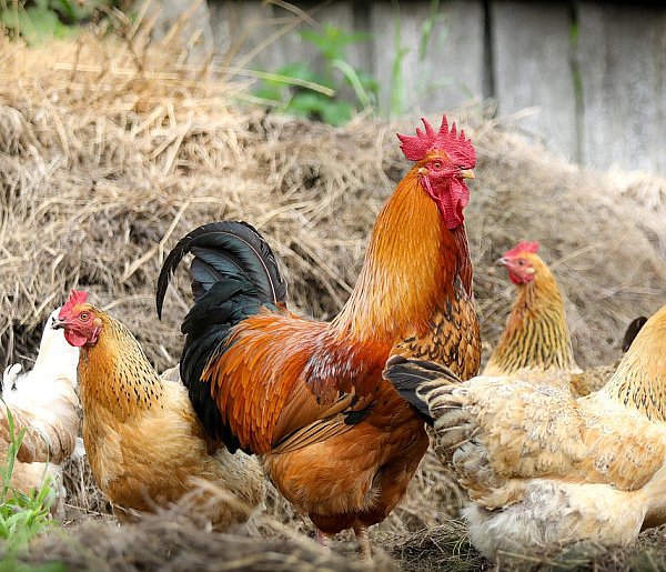 Lubelskie/ Kolejne ognisko rzekomego pomoru drobiu-368415